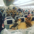Los halcones del príncipe saudí en las filas centrales de un vuelo comercial.