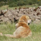 Un mastín vigila un rebaño en los pastos de la montaña leonesa.