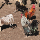 Gallos de pluma, en una explotación de la Cándana.