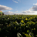 En León hay declaradas 332.752 hectáreas para el cultivo, 122.375 de ellas de regadío. JESÚS F. SALVADORES