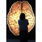 Un mapa del cerebro, en una exposición.