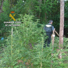 Un agente del Seprona de Ponferrada inspecciona las plantas de marihuana en Carracedelo