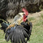 Un magnífico ejemplar de gallo del Curueño cuyas plumas tienen un brillo y una textura imcomparable