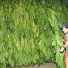 Los pocos productores de tabaco que resisten en el Bierzo se concentran en torno a la ribera del Cúa
