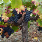 El ‘Fescenino’, un vino obsesivamente joven, explota las inigualables cualidades y la excelencia frutal de la mencía berciana.