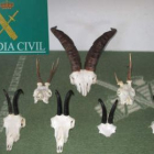 Los siete cráneos de rebeco, corzo y cabra montesa han pasado a disposición de la Junta.
