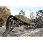 La anterior normativa impedía construir en zonas afectadas por el fuego durante los treinta años posteriores al siniestro. En la imagen, Tabuyo del Monte.