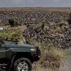 Cientos de ñus salen del agua tras cruzar el río en el Parque Nacional de Masái Mara el 7 de agosto. PATRICIA MARTÍNEZ