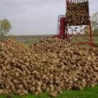 Los cultivadores de remolacha pueden incrementar su producción