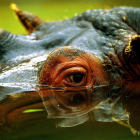 Un hipopótamo, en una foto de archivo. /