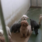 Los perros intervenidos por la Guardia Civil en la operación