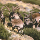 La cabra montesa ya se encuentra presente junto al coto, en la reserva de Riaño.