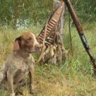Un alto en el camino: el perro vigila la percha y el cazador cambia la escopeta por el bocadillo