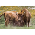 Uno de los grupos de bisontes que viven en el valle de Anciles dentro del Parque Regional Montaña de Riaño y Mampodre. RUBEN EARTH
