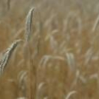 Campos de cereales en Tierra de Campos aguardan su momento para la cosecha de este verano