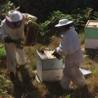 El Bierzo cuenta con 80 apicultores asociados, que producen unos 90.000 kilos de miel.