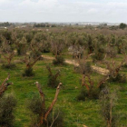 Olivos afectados por la Xylella en la región italiana de Puglia.