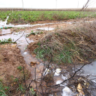 Las lluvias invernales acumularon demasiada agua en las plantaciones de remolacha.
