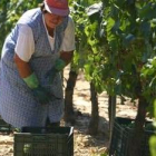Los controles en los viñedos buscan incrementar la calidad de los vinos