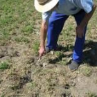 Un agricultor señala las numerosas madrigueras de los topillos en un campo de Quintana de Rueda