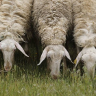Las ovejas son ahora objeto de deseo para los deliencuentes. DL