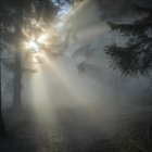Rayo de luz del sol naciente sobre un bosque de León