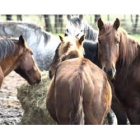 Los cabalos han sobrevivido gracias a la Junta que se ocupó de su alimentación.