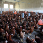 Vista del interior de una granja de cría de pollos. MARCIANO PÉREZ