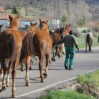 Los caballos fueron trasladados ayer a una finca de la Junta en Adrados.