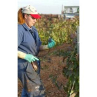 Una joven vendimiadora examina la uva mientras cosecha en Gordoncillo