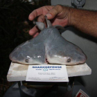 El tiburón de dos cabezas hallado en los Cayos de Florida.