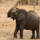 Un elefante en el Parque Nacional de Hwange en Zimbabue.