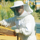 Carlos Fernández, un joven apicultor de León, rodeado por un enjambre de abejas, con su traje de seguridad blanco. L. DE LA MATA