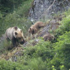 Una osa cantábrica fotografiada en libertad con sus dos crías.