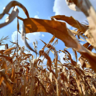 Imagen de un campo arrasado por la sequía. FIRMA ZSOLT CZEGLEDI