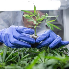 Un trabajador revisa las plantas de cannabis en un invernadero de la compañía Bol Pharmao. BEA KALLOS