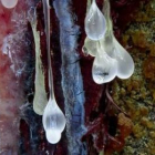 Fotografía que ha sido galardonada con el primer premio de Fotciencia.