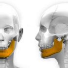 Imagen de la articulación de la mandíbula inferior que conecta con el cráneo.