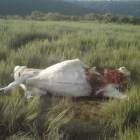 El ganadero encontró a la res tendida en el suelo con heridas en la yugular y los cuartos traseros.