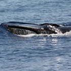 Cabeza de un rorcual común, el segundo mayor cetáceo del planeta, avistado cerca de la costa de Sitges.