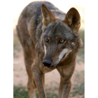 Un lobo joven de las poblaciones de Castilla y León al norte del Duero.