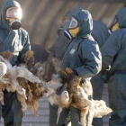 Unos operarios trasladan a unos patos para proceder a su sacrificio.