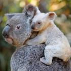 Una madre koala y su cría