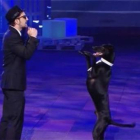 El perro Rocky, durante su actuación en la final de '¡Vaya fauna!'.