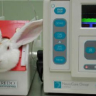 Algunos de los experimentos que se realizan en Ibiomed se prueban con conejos.