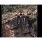 Fotograma del vídeo en el que 12 perros y un ciervo mueren despeñados.