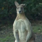 El vídeo que ha popularizado al canguro Dave que se pasea por Brisbane, Australia.