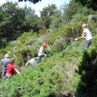 Varios voluntarios durante las labores de mejora del hábitat del urogallo en Picos.