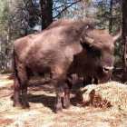 Uno de los bisontes que actualmente están en la reserva valenciana y que si prospera el acuerdo viajará en breve a León. DL
