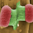 Bacterias 'Escherichia coli' vistas con microscopio electrónico.